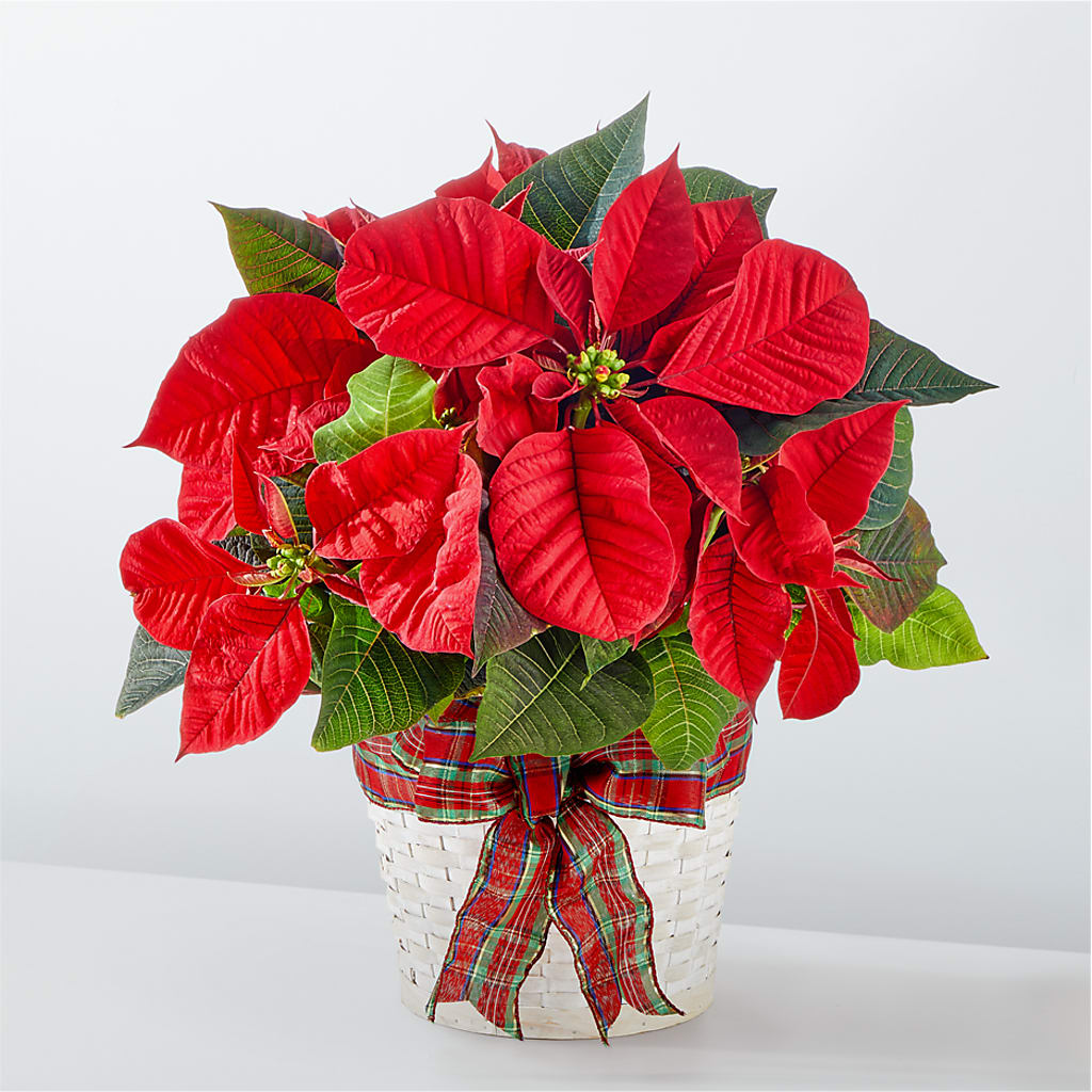 Happiest Holidays Poinsettia – Flover, Wallington NJ