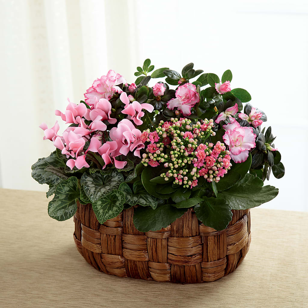 Pink Assortment – Flover, Wallington NJ