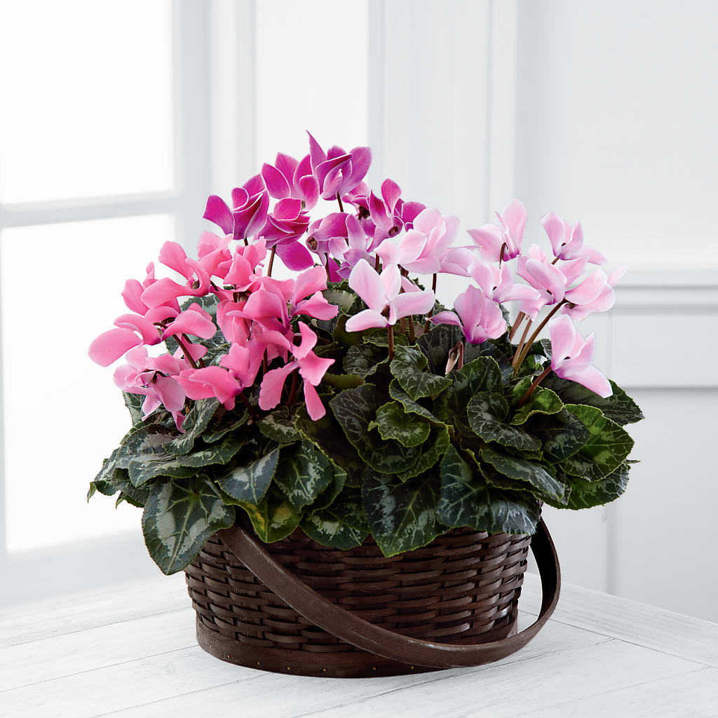 Mixed Cyclamen Planter – Flover, Wallington NJ