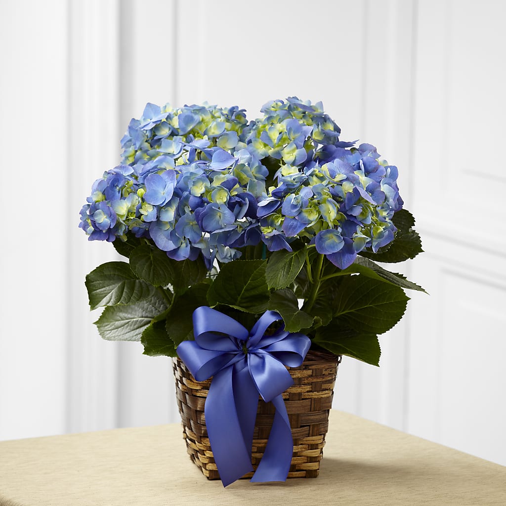 Blue Hydrangea Planter – Flover, Wallington NJ