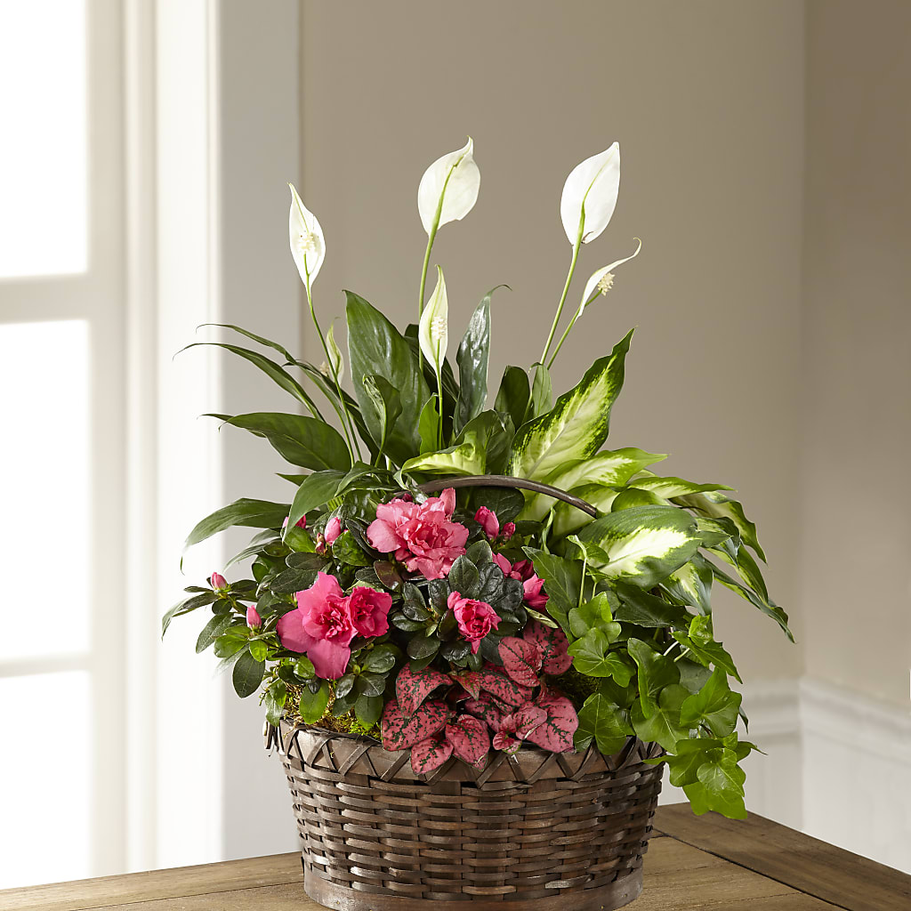 Dream in Pink Dishgarden – Flover, Wallington NJ