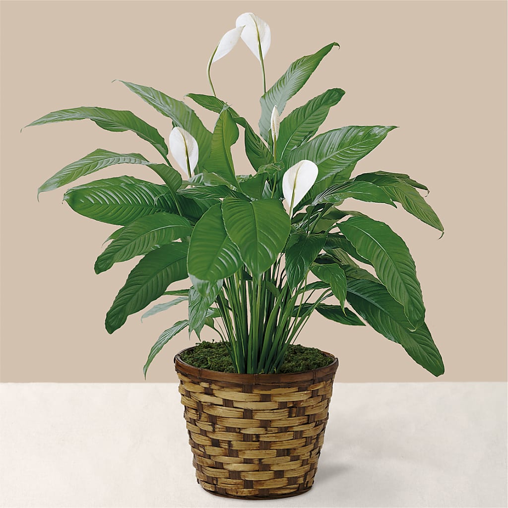 Tranquil Moments Peace Lily Plant – Flover, Wallington NJ