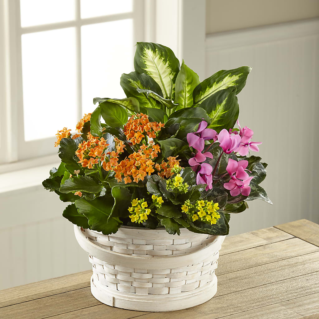 Color Crush Dishgarden – Flover, Wallington NJ