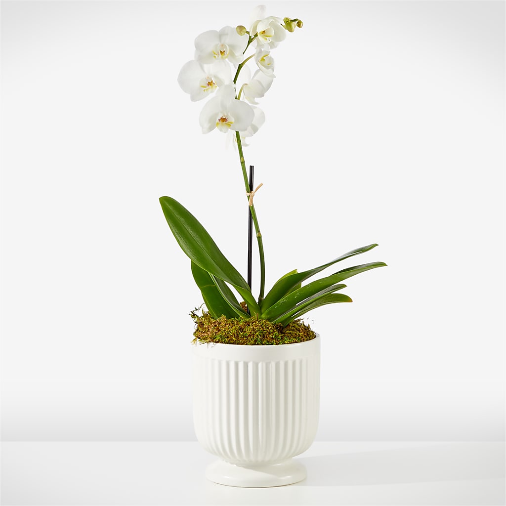 Whispering White Orchid – Flover, Wallington NJ