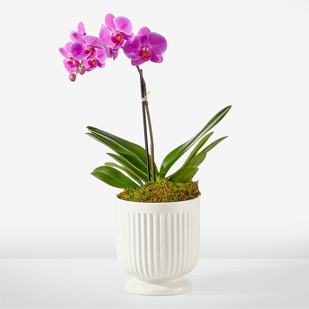 Friendly Fuchsia Orchid – Flover, Wallington NJ