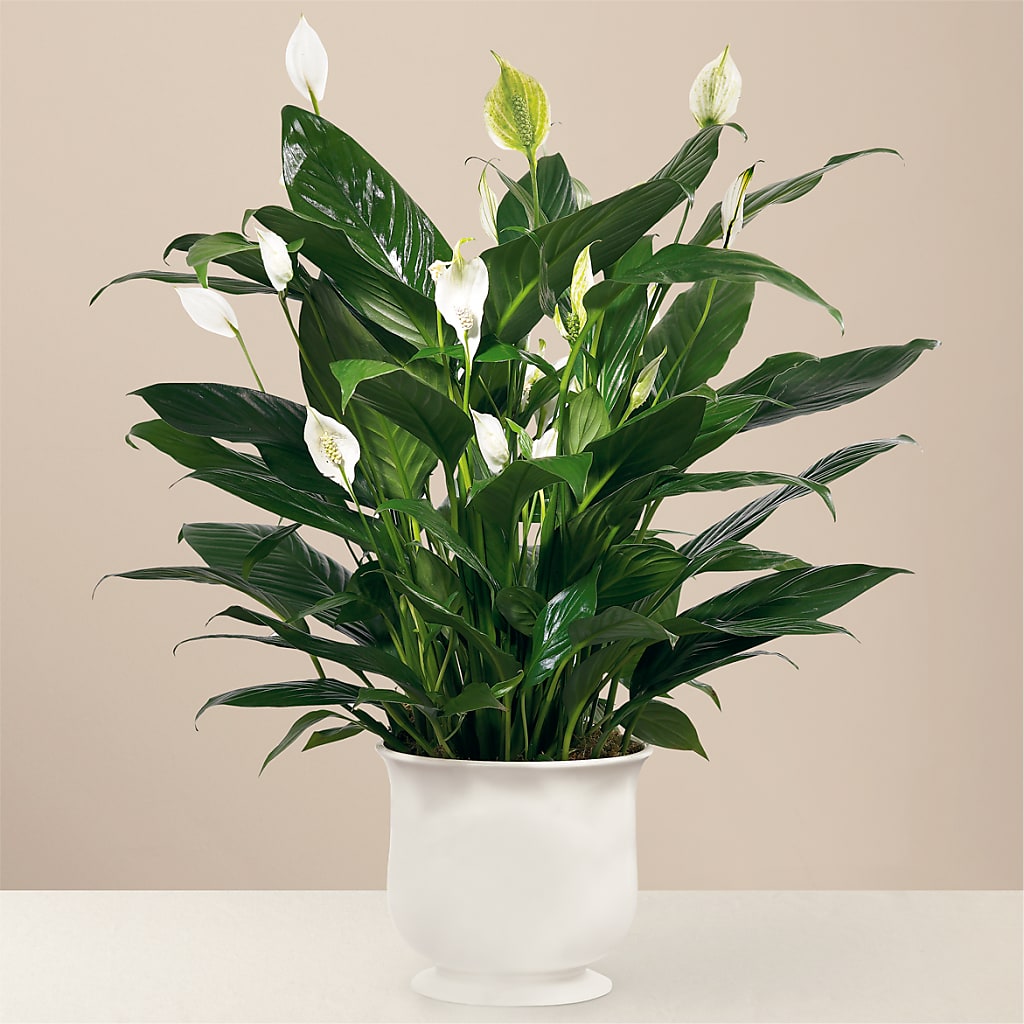 Comfort Planter – Flover, Wallington NJ