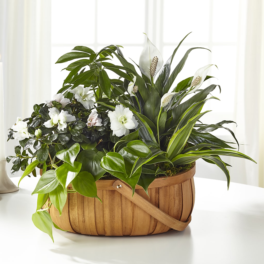 Serene Dishgarden – Flover, Wallington NJ