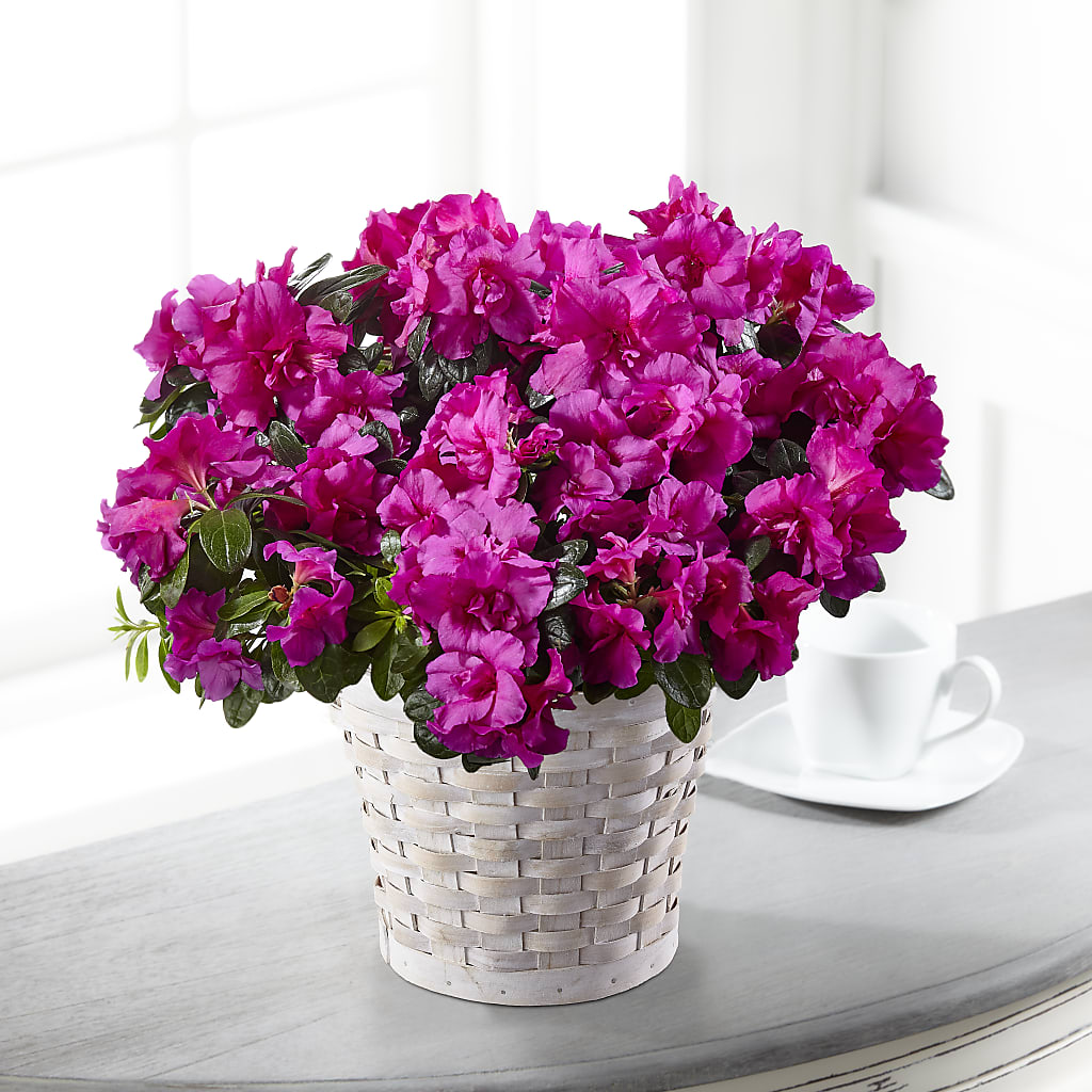 Hope & Serenity Azalea Plant – Flover, Wallington NJ