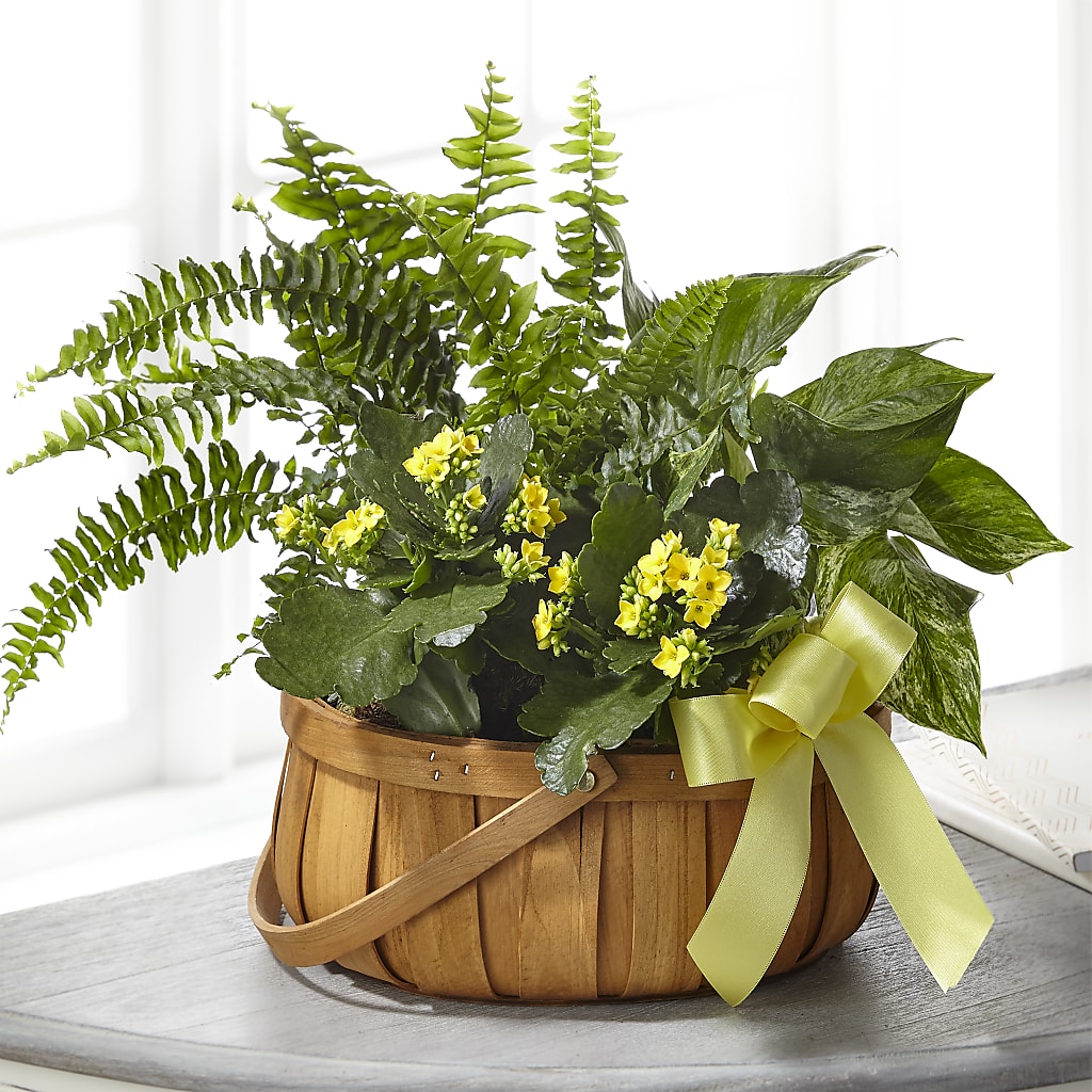 Always Dear Dishgarden – Flover, Wallington NJ