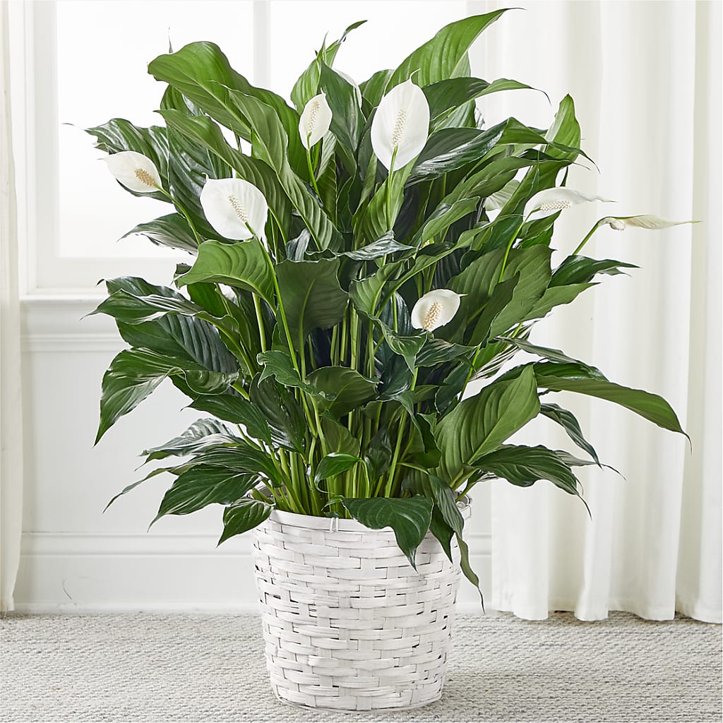 A New Leaf Peace Lily – Flover, Wallington NJ