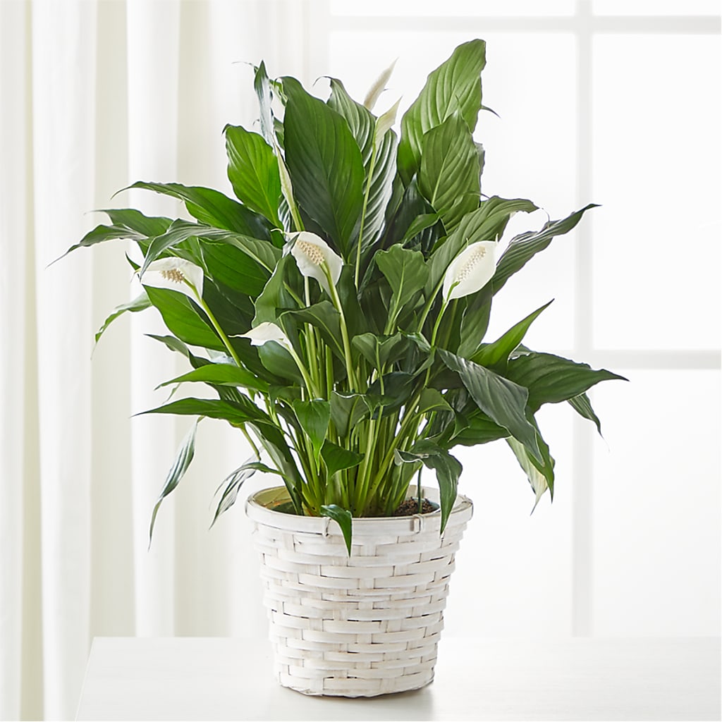 A New Leaf Peace Lily – Flover, Wallington NJ
