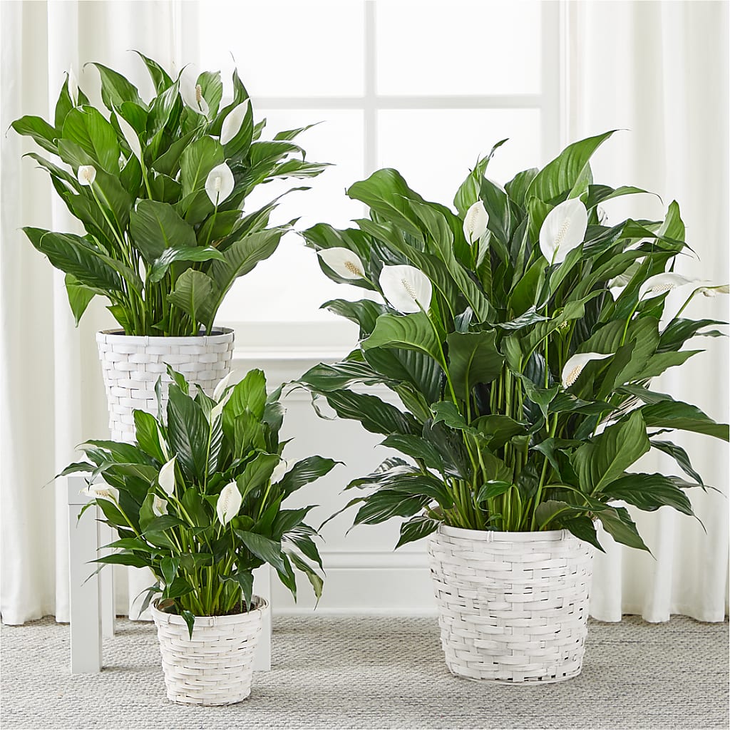 A New Leaf Peace Lily – Flover, Wallington NJ
