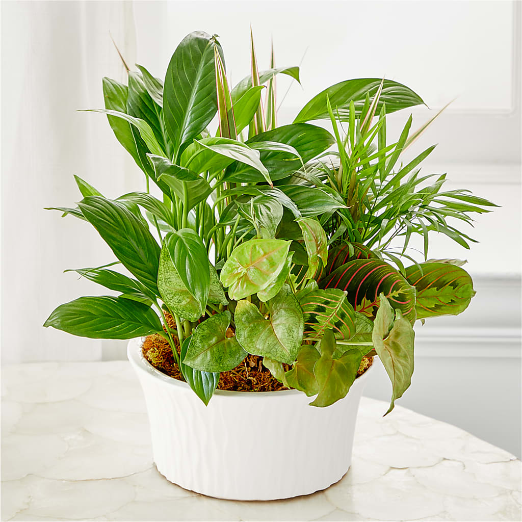 Balance & Harmony Dishgarden – Flover, Wallington NJ