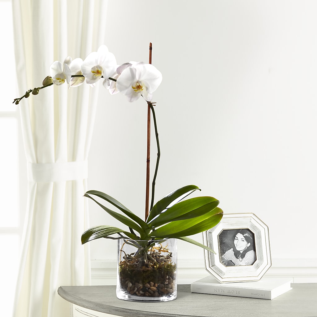 White Orchid Planter – Flover, Wallington NJ