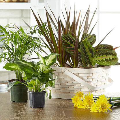 Florist Designed Blooming and Green Plants in a Basket –  Flover, Wallington NJ