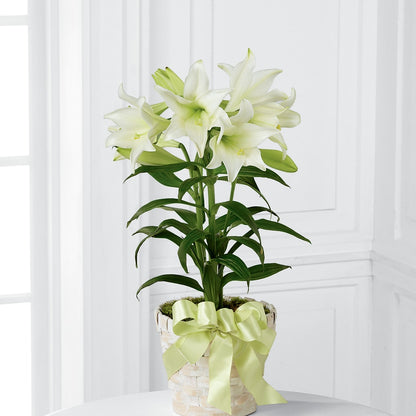 Easter Lily Plant –  Flover, Wallington NJ
