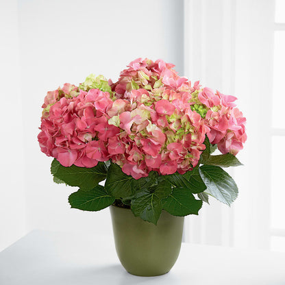 Pink Hydrangea Planter –  Flover, Wallington NJ