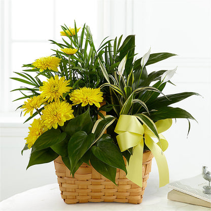 Loving Light Dishgarden –  Flover, Wallington NJ