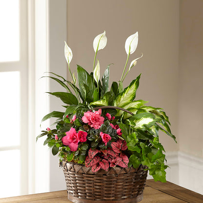 Dream in Pink Dishgarden –  Flover, Wallington NJ