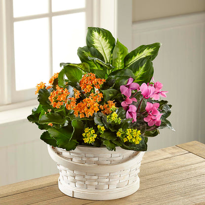 Color Crush Dishgarden –  Flover, Wallington NJ