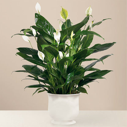 Comfort Planter –  Flover, Wallington NJ