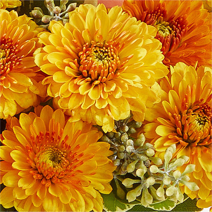 Peachy Pumpkin –  Flover, Wallington NJ