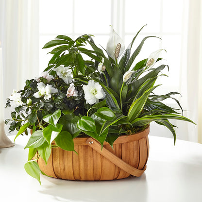 Serene Dishgarden –  Flover, Wallington NJ