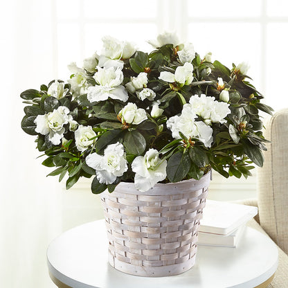 White Azalea Plant –  Flover, Wallington NJ