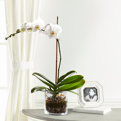 White Orchid Planter –  Flover, Wallington NJ