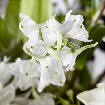 Classic Ivory – A Florist Original –  Flover, Wallington NJ