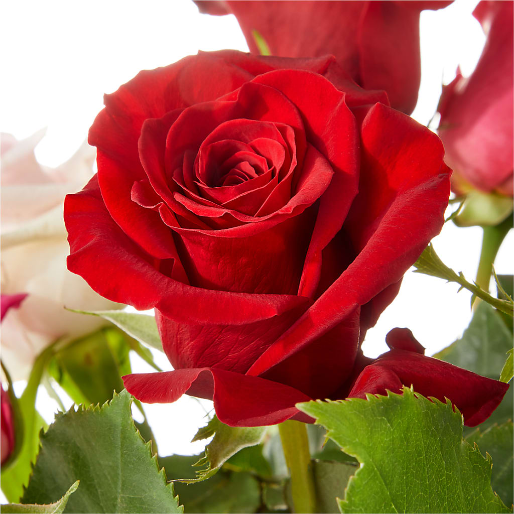 Love Notes Rose Bouquet –  Flover, Wallington NJ